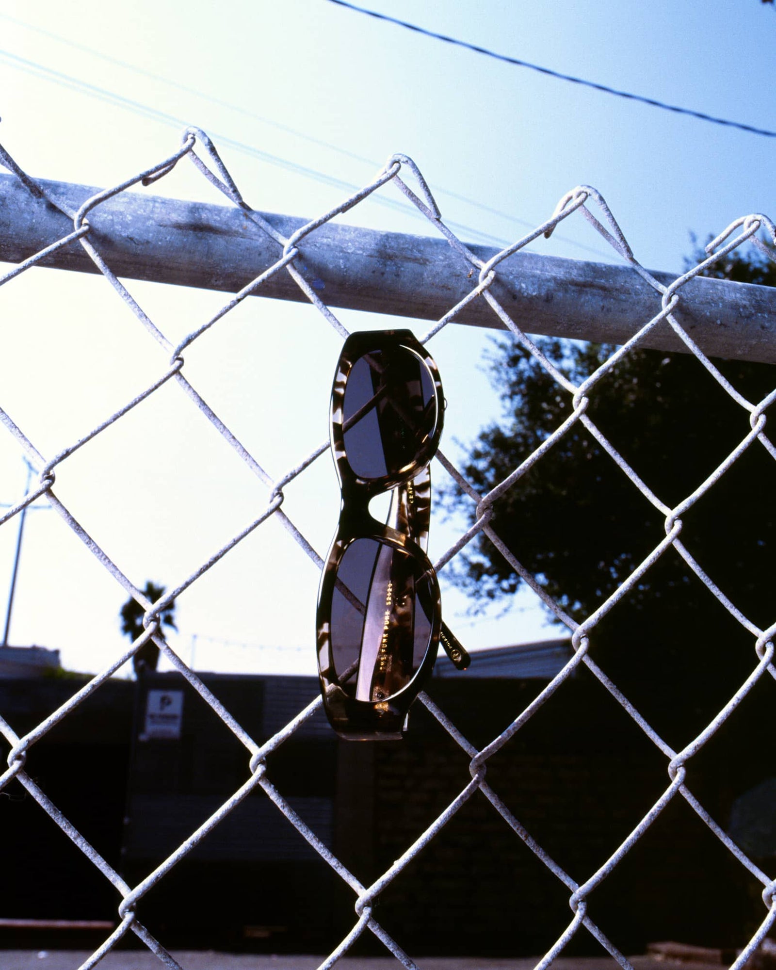 The Funk Punk - Desert Tortoise Bio Polarized-The Funk Punk - Desert Tortoise Bio Polarized-4